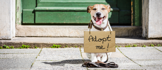 Cómo solucionar páginas huérfanas y optimizar el SEO de tu web