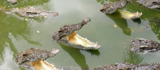 Guia Completo para Escolher a Melhor CMS para SEO