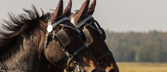 المحتوى المكرر وتأثيره على تحسين محركات البحث وكيفية تجنبه